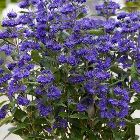 1 PIANTA CARYOPTERIS CLANDONENSIS GRAND BLUE VASO 18CM CADUCIFOGLIA (1/2)