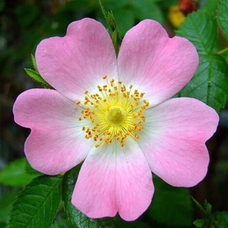 Pianta Di Rosa Canina - Rosa Selvatica In Vaso, 30 Cm, Pianta Perenne Da Giardino - Foto 5