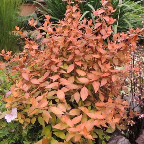 1 PIANTA DI ABELIA GRANDIFLORA CARAMEL VASO 20CM PIANTE DA ESTERNO