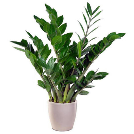 1 PIANTA DI ZAMIOCULCAS IN VASO 21CM DA INTERNO APPARTAMENTO
