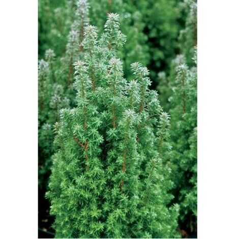Asparagus plumosus - semi di asparagi - semi di asparago