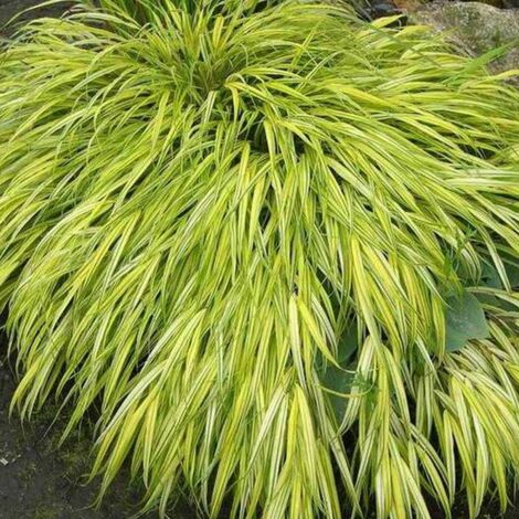 HAKONECHLOA MACRA AUREOLA VASO 18CM GRAMINACEA (1/2)