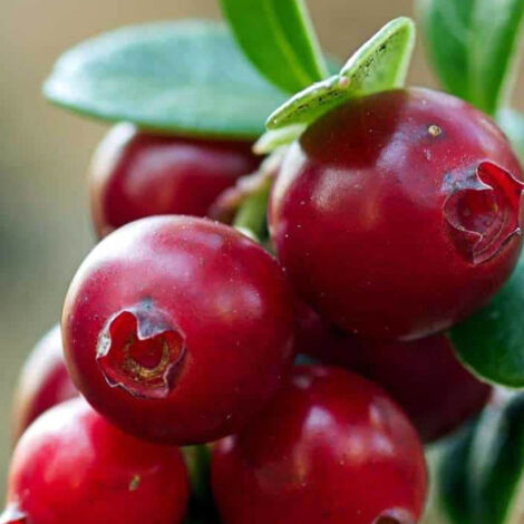 MIRTILLO AMERICANO VACCINIUM MACROCARPON EARLY BLACK, VASO 15CM (1 PIANTA) (1/2)