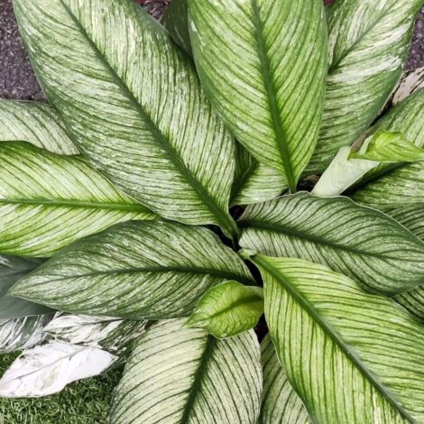 SPATHIPHYLLUM SENSATION VARIEGATO VASO 17CM (1/2)