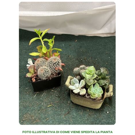 Ciotola Verde Acqua Bassa Svasata ⩛ Vendtia Online In•Vasi - Foto 4