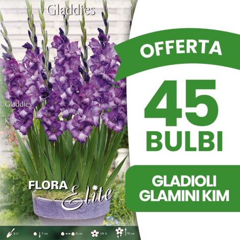 OFFERTA 45 BULBI GLADIOLI GLAMINI KIM (CONFEZIONE DA 15 BULBI) BULBI BULBS BULBES PRIMAVERILI