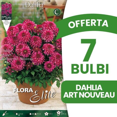 OFFERTA 7 BULBI DALIA DECORATIVE ART NOUVEAU BULBS BULBES (1/2)