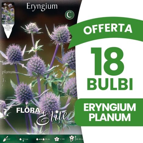 Bulbi di Tulipano Pretty Woman Confezione da 8pz Kapiteyn