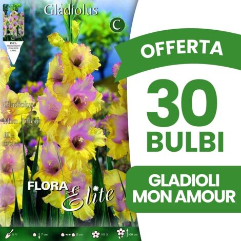 BULBI PRIMAVERILI OFFERTA 6 BULBI LILIUM ORIENTAL LADY ALICE BULBS