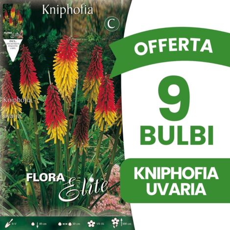 BULBI PRIMAVERILI OFFERTA 9 BULBI KNIPHOFIA UVARIA BULBS