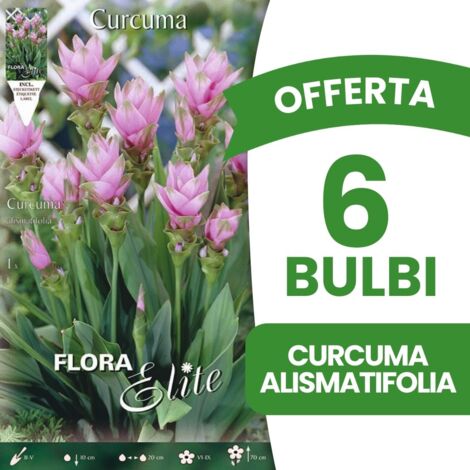 OFFERTA 6 BULBI CURCUMA ALISMATIFOLIA (1/2)