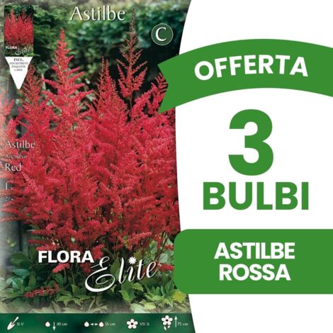 BULBI PRIMAVERILI OFFERTA 3 BULBI ASTILBE ROSSA BULBS BULBES