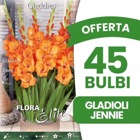 OFFERTA 45 BULBI GLADIOLI GLADDIES JENNIE BULBI BULBS BULBES PRIMAVERILI