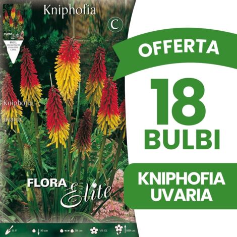 BULBI PRIMAVERILI OFFERTA 18 BULBI KNIPHOFIA UVARIA BULBS