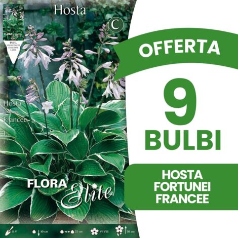 OFFERTA 9 BULBI HOSTA FORTUNEI FRANCEE (1/2)