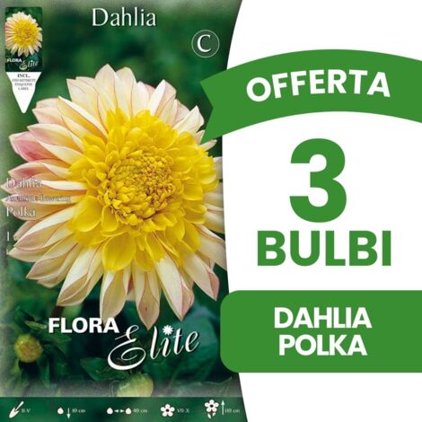 BULBI PRIMAVERILI OFFERTA 3 BULBI DALIA FIOR DI ANEMONE POLKA BULBS