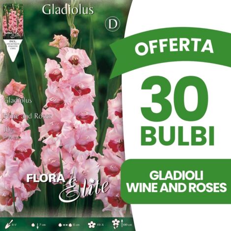 BULBI PRIMAVERILI OFFERTA 30 BULBI GLADIOLI A FIORI GRANDI WINE AND ROSES BULBS