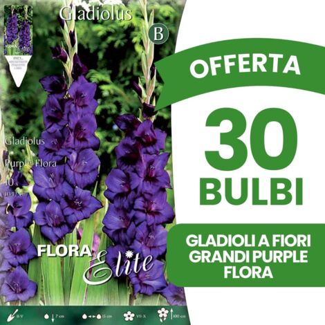 BULBI PRIMAVERILI OFFERTA 30 BULBI GLADIOLI A FIORI GRANDI PURPLE FLORA BULBI BULBS