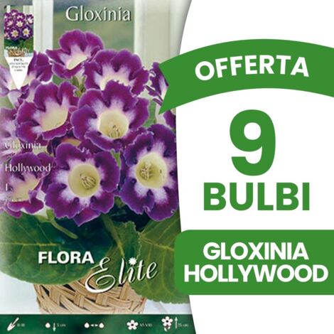 BULBI PRIMAVERILI OFFERTA 9 BULBI GLOXINIA HOLLYWOOD BULBS (1/2)