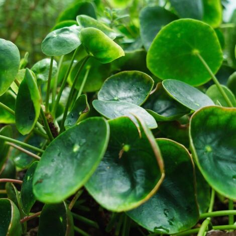 1 PIANTA DI PILEA IN BASKET DA 18CM, PIANTE DA INTERNO