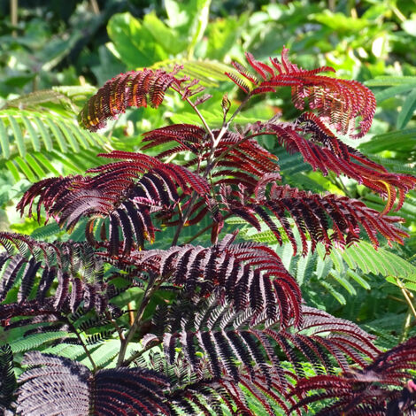 1 PIANTA DI ALBIZIA JULIBRISSIN SUMMER CHOCOLATE IN VASO DA 19CM, PIANTE DA ESTERNO, CADUCIFOGLIA (1/3)