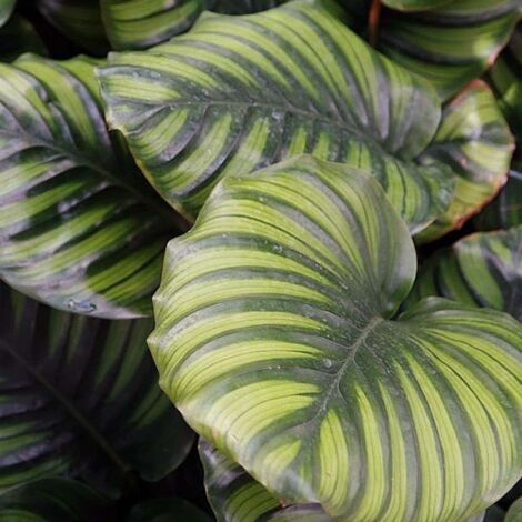 1 PIANTA DI CALATHEA FASCIATA IN VASO DA 17CM, PIANTE DA INTERNO