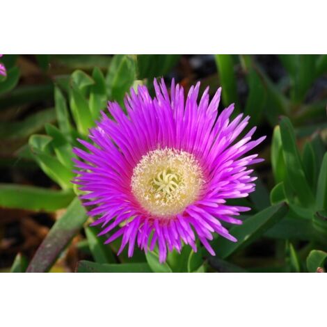 DROSANTHEMUM BARBA DI GIOVE IN VASO 17CM