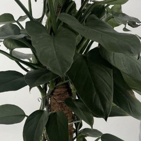 5 Semi Di Philodendron Jose Buono – Pianta Da Interno Esotica, Verde, Rara