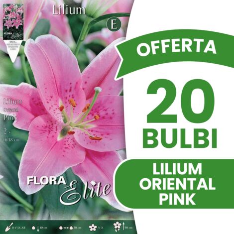 OFFERTA 20 BULBI PRIMAVERILI LILIUM ORIENTAL PINK BULBI BULBS
