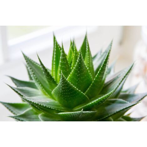 1 PIANTA DI ALOE MIX IN VASO 10CM VARIETA' ASSORTITE, PIANTE GRASSE