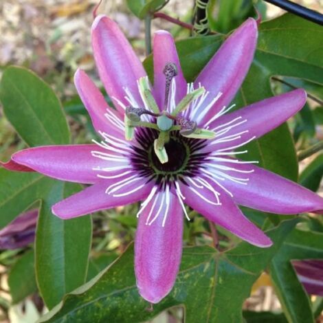 PASSIFLORA VICTORIA IN VASO 17CM (1/2)