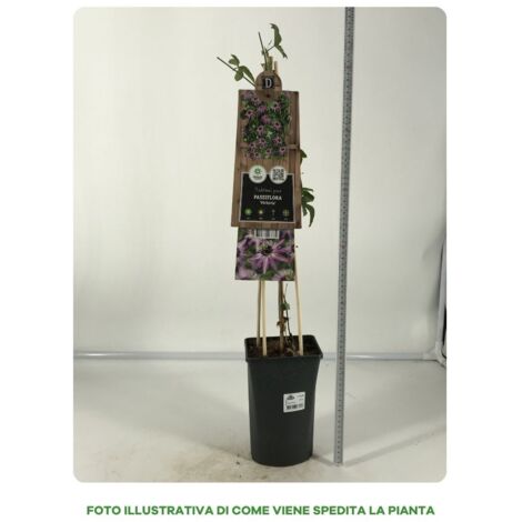1 PIANTA DI SEDUM SEDUCTION GREEN PINK VASO 17CM Caducifoglia