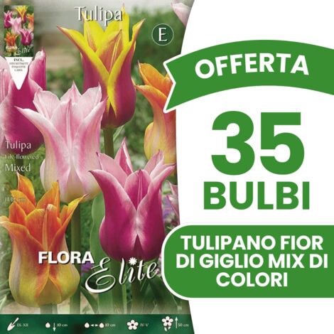 Vendita online di bulbi di Tulipano Trionfo Colori Misti - Viridea