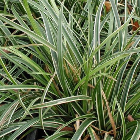 1 PIANTA DI CAREX IOCE DANCE IN VASO 18CM, PIANTE DA ESTERNO, GRAMINACEE