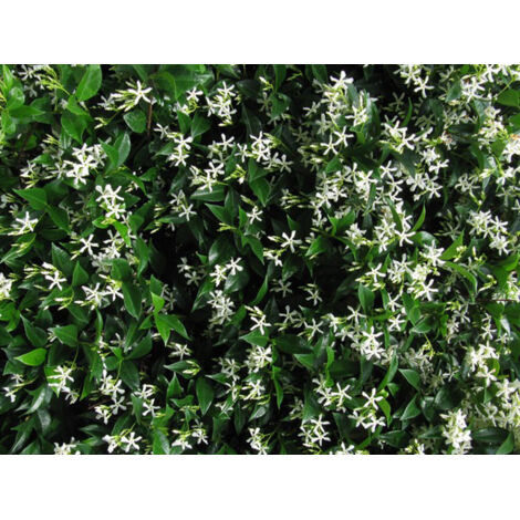 POWERS TO FLOWERS - Gelsomino Rampicante Rincospermum 2 Piante Vere - Vaso 18cm Altezza 100cm - STAR OF TOSCANA - 5