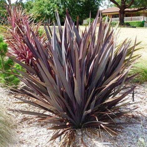1 PIANTA DI PHORMIUM TENAX PURPUREUM IN VASO 24CM, PIANTE DA ESTERNO, SEMPREVERDE