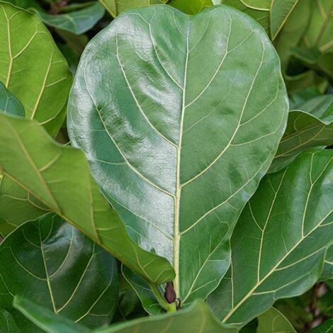 1 PIANTA DI FICUS LYRATA 17CM PIANTE DA INTERNO