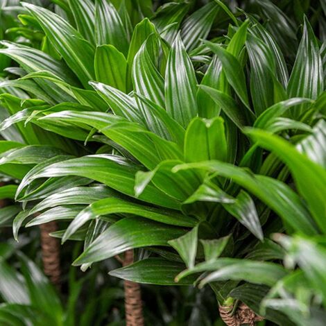 1 PIANTA DI DRACENA FRAGRANCE COMPACTA IN VASO DA 16CM, PIANTE DA INTERNO (1/2)