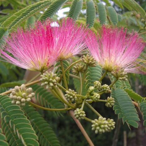 1 PIANTA DI ALBIZIA JULIBRISSIN OMBRELLA IN VASO DA 19CM, PIANTE DA ESTERNO, PERENNE, CADUCIFOGLIA (1/2)