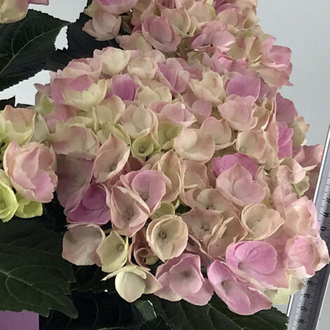 1 PIANTA DI HYDRANGEA MAGICAL ROSA IN VASO DA 23CM , PIANTE DA ESTERNO, CADUCIFOGLIA