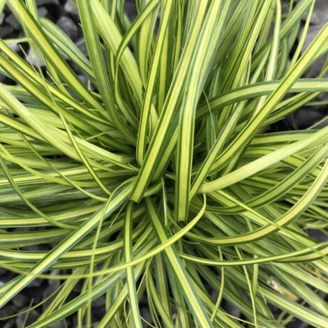 1 PIANTA DI CAREX OSHIMENSIS EVERGOLD IN VASO DA 17CM, PIANTE DA ESTERNO, GRAMINACEA, PERENNE, SEMPREVERDE