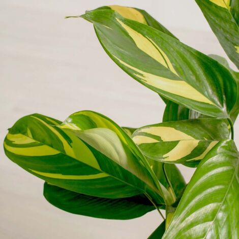 CALATHEA GOLDEN MOSAIC IN VASO DA 12CM (1/2)