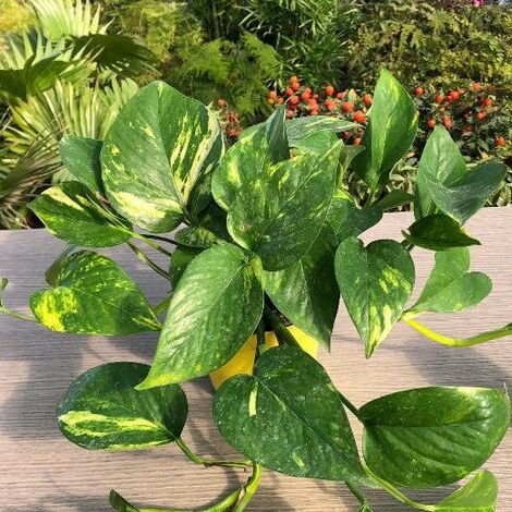 Yucca Della Pianta Da Appartamento Una Pianta In Vaso Isolata Su Fondo Bianco Image82922072 - Foto 11