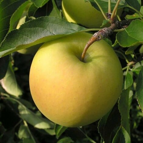 Melo Golden Delicious In Vaso 20 Cm – Pianta Da Frutto Di 2/3 Anni, Foto Reale Dal Vivaio, Ideale Per Giardino E Balcone