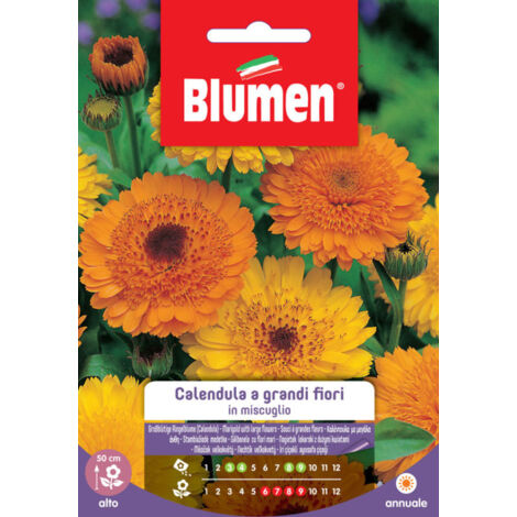 Semi Blumen calendula grandi fiori
