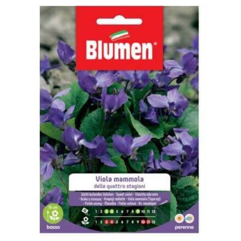 SEMI VIOLA MAMMOLA QUATTRO STAGIONI BLUMEN