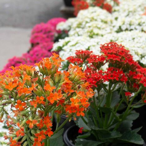1 PIANTA DI KALANCHOE COLORE ASSORTITO IN VASO 10.5CM DA INTERNO APPARTAMENTO (1/3)