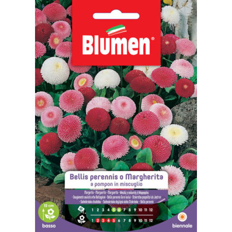 SEMENTI DI BELLIS PERENNIS MARGHERITA POMPON giardino semi fiori aiuole blumen