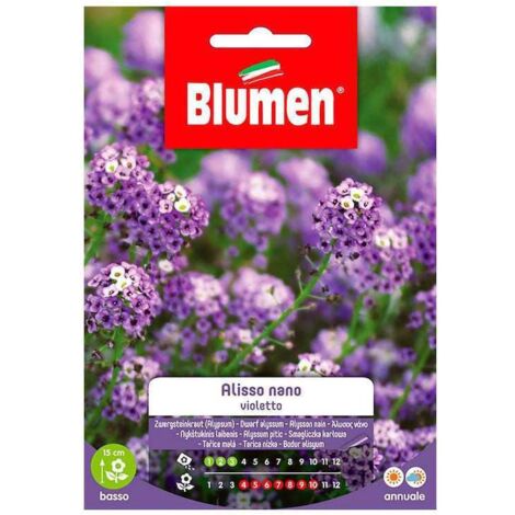 Sementi di Alisso violetto nano Blumen fiori semi seeds aiuole giardino