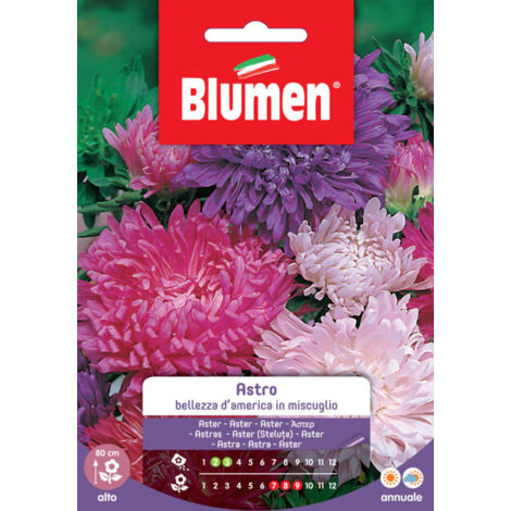 Sementi di Astro bellezza d'America in miscuglio Blumen fiori semi seeds